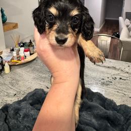 Beauty - Black and cream female Dachshund puppy in Early, Texas from Ryan House Dachshunds