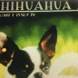 Chihuahuas from Mataje Chihuahuas