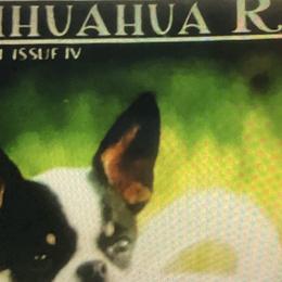 Chihuahuas from Mataje Chihuahuas
