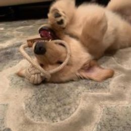 Golden Retriever Puppies from True Magic Goldens