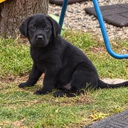 Cider (Hot Pink Collar) - Black female Dilute Retriever puppy in Baldwin City, Kansas from Hedge Lane Labradors