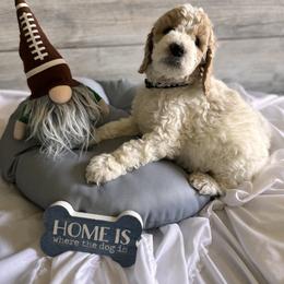 Bernedoodle, Cockapoo, and Goldendoodle Puppies from Avery Doodle Day LLC