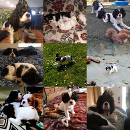 Cavalier King Charles Spaniel Puppies from Otter Bee Cavaliers