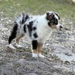 Miniature Australian Shepherd Puppies from Peace Creek Aussies