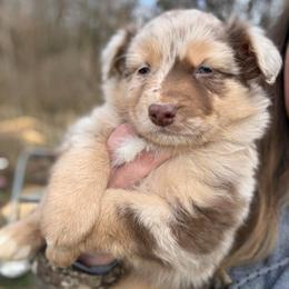 Dixon - Red merle male Australian Shepherd puppy in Nicholasville, Kentucky from Sugar Creek Aussies