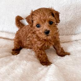 Olive - Red male Maltipoo puppy in Kula, Hawaii from Toy Poodle & Maltipoo Maui