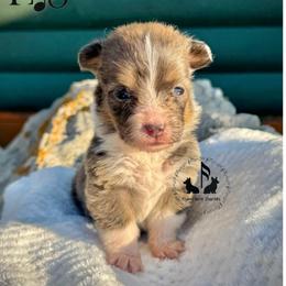 Bluie Rowan Full Fluffy With A Tail - Blue male Pembroke Welsh Corgi puppy in Casper, Wyoming from Flying Note Shorties