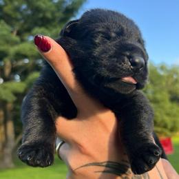 Bullet - Bi-color male German Shepherd puppy in Salem, Ohio from von den Kilöff Working German Shepherds