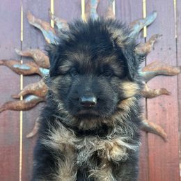 Boy 1 - Black and red male German Shepherd puppy in Quincy, Washington from Sir Puente German Shepherds