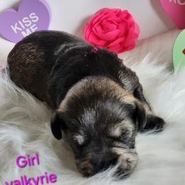 Valkerie - Salt and pepper female Miniature Schnauzer puppy in Rosemount, Minnesota from Weiland's Ruby