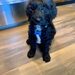 Goldendoodle and Poodle Puppies from Cristin's Poodles