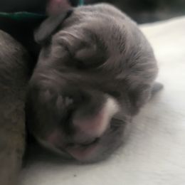 Teal Boy - Gray brindle Cane Corso puppy in Montgomery, New York from Mormaxx Kennel