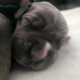 Teal Boy - Gray brindle Cane Corso puppy in Montgomery, New York from Mormaxx Kennel