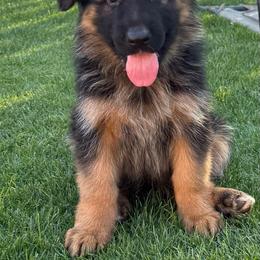 AKC Red Girl - Black and red female German Shepherd puppy in Bakersfield, California from Aguirre Farm