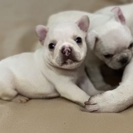 French Bulldog and Labrador Retriever Puppies from Desiree Ortiz's French Bull Dogs and Labrador Retrievers