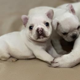 French Bulldog and Labrador Retriever Puppies from Desiree Ortiz's French Bull Dogs and Labrador Retrievers