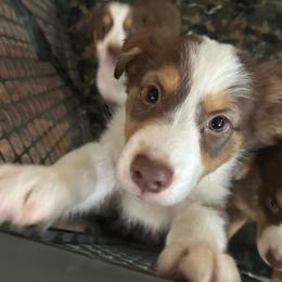 Wemby - Red tri-color male Australian Shepherd puppy in Alamogordo, New Mexico from Two Nichols Aussies
