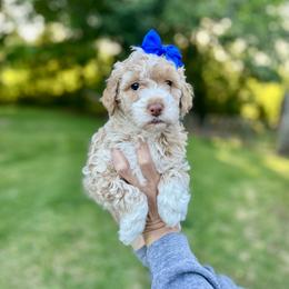 Lily - Tri-color female Bernedoodle puppy in Carnesville, Georgia from Allie's Southern Doodles