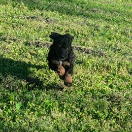 Poodle Puppies from New Hope Standard Poodles