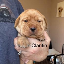 Claritin - Yellow female Labrador Retriever puppy in South Lyon, Michigan from Matoskah Meadows Labradors