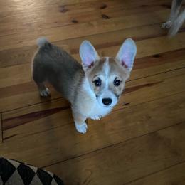 Pembroke Welsh Corgi - Red male Pembroke Welsh Corgi puppy in Morton, Mississippi from Southern Magnolia Corgis