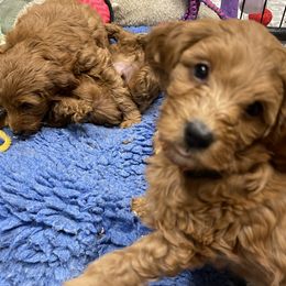 Goldendoodle Puppies from Coal Country Doodles