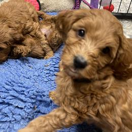 Goldendoodle Puppies from Coal Country Doodles