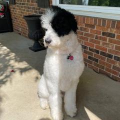 Rex - Saint Berdoodle