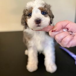 Jack skellington - Merle male Bernedoodle puppy in Munster, Indiana from Miranda’s Sunshine Poodles and Doodles