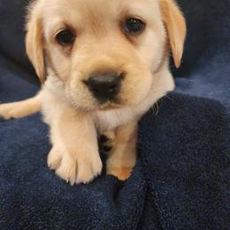 Orange - Yellow male Labrador Retriever puppy in Siloam Springs, Arkansas from Karemy Kennels (Karemy Labradors)