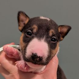 Cyndi Lauper - Black tan and white female Miniature Bull Terrier puppy in London, Kentucky from Barton's Miniature Bull Terrier