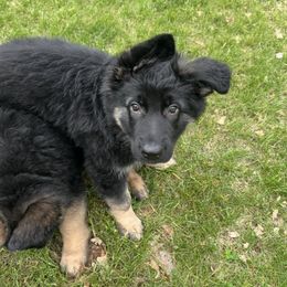 Storm - Black and tan German Shepherd puppy in Brighton, Michigan from Szegi Haus K9 Solutions