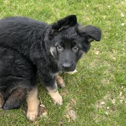 Storm - Black and tan German Shepherd puppy in Brighton, Michigan from Szegi Haus K9 Solutions