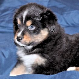 Mordu - Black tri-color male Australian Shepherd puppy in Courtland, Alabama from 5R Farms