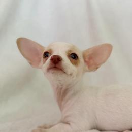 Little Milkshake - Cream and white female Chihuahua puppy in Alvord, Texas from Gift of Gods Favor