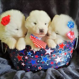 Samoyed Puppies from Limelight Samoyeds