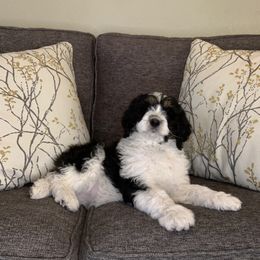 Bernedoodle Puppies from Lovable Bernedoodles