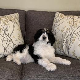 Bernedoodle Puppies from Lovable Bernedoodles