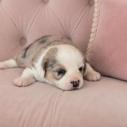 American Corgi, Cardigan Welsh Corgi, and Pembroke Welsh Corgi Puppies from Gingerbread