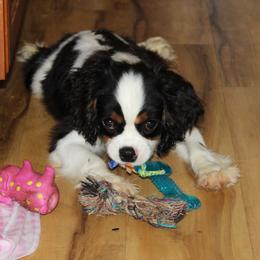 Bo - Ruby male Cavalier King Charles Spaniel puppy in Leonard, Texas from Rising Star Kennels
