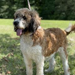 Maggie - Saint Berdoodle