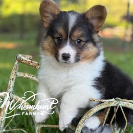FULL FLUFF TC - Black and tan female Pembroke Welsh Corgi puppy in Nashville, Arkansas from Whisenhunt Farms