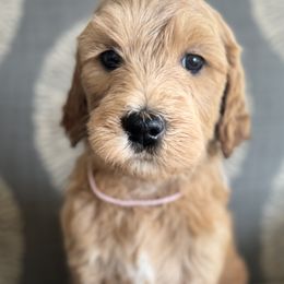 Primrose - Pink - Apricot Goldendoodle puppy in Stansbury Pk, Utah from My Doods