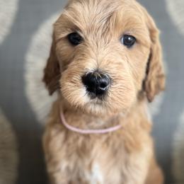 Primrose - Pink - Apricot Goldendoodle puppy in Stansbury Pk, Utah from My Doods