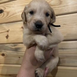 Merle - Light golden male Golden Retriever puppy in Hendersonville, North Carolina from Apple Country Retrievers