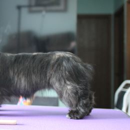 Skye Terrier Puppies from Falkor Skye Terriers
