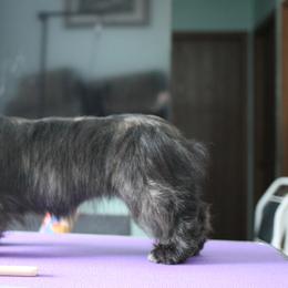 Skye Terrier Puppies from Falkor Skye Terriers