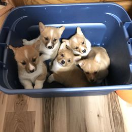 Pembroke Welsh Corgi Puppies from Amya Paige