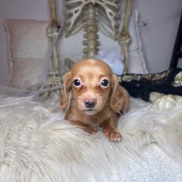 Cullen - Red male Dachshund puppy in Washburn, Tennessee from Clinch Mountain Dachshunds