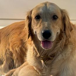 Promise - Golden Retriever